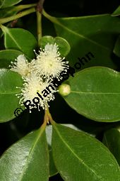 Guinea-Guave, Psidium guineense, Psidium araca Kauf von 06588_psidium_guineense_img_1997.jpg
