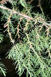 Zedern-Wacholder, Juniperus cedrus Kauf von 06590_juniperus_cedrus_img_1985.jpg