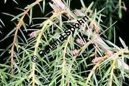 Zedern-Wacholder, Juniperus cedrus Kauf von 06590_juniperus_cedrus_img_1987.jpg