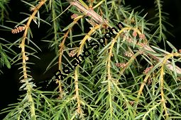 Zedern-Wacholder, Juniperus cedrus Kauf von 06590_juniperus_cedrus_img_1988.jpg