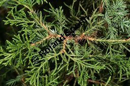 Kanaren-Wacholder, Juniperus turbinata Kauf von 06595_juniperus_turbinata_img_2107.jpg