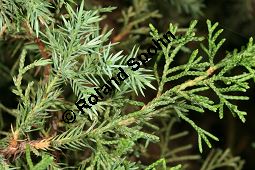 Kanaren-Wacholder, Juniperus turbinata Kauf von 06595_juniperus_turbinata_img_2108.jpg