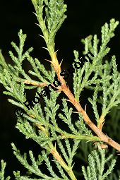Spanischer Wacholder, Juniperus thurifera Kauf von 06598_juniperus_thurifera_img_2118.jpg