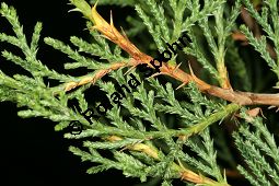 Spanischer Wacholder, Juniperus thurifera Kauf von 06598_juniperus_thurifera_img_2119.jpg