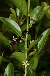 Doldiger Maytenus, Maytenus umbellata Kauf von 06599_maytenus_umbellata_img_2129.jpg