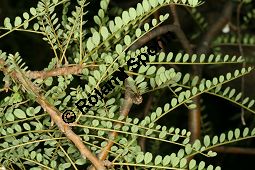 Kleinblättriger Schnurbaum, Sophora microphylla Kauf von 06602_sophora_microphylla_img_2147.jpg