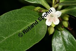 Freudige Drüsenpflanze, Myoporum laetum Kauf von 06604_myoporum_laetum_img_2153.jpg