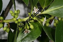 Freudige Drsenpflanze, Myoporum laetum Kauf von 06604_myoporum_laetum_img_2156.jpg