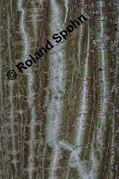 Amerikanischer Schlangenhaut-Ahorn, Acer pensylvanicum Kauf von 06612_acer_pensylvanicum_dsc_7161.jpg