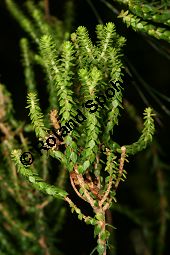 Agathosma imbricata, Barosma imbricata Kauf von 06620_agathosma_imbricata_img_4981.jpg