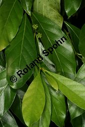 Glänzende Noni, Glänzende Maulbeere, Morinda lucida Kauf von 06622_morinda_lucida_img_4988.jpg