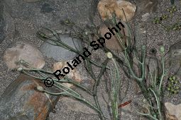 Rhynia, Fossil, sporenbildende Landpflanze, 450 Mio Jahre alt Kauf von 06631_rhynia_img_5019.jpg