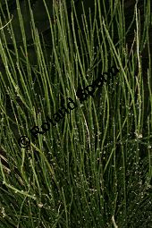 Candelilla-Wachs, Euphorbia antisyphilitica Kauf von 06635_euphorbia_antisyphilitica_img_5032.jpg