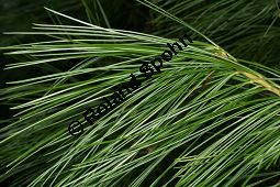Armands-Kiefer, Gewöhnliche Chinesische Weiß-Kiefer, Pinus armandii Kauf von 06639_pinus_armandii_img_5083.jpg