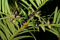 Nusseibe-Kreuzung, Stinkeibe-Kreuzung, Torreya californica x nucifera Kauf von 06640_torreya_californica_nucifera_img_5095.jpg