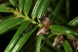 Nusseibe-Kreuzung, Stinkeibe-Kreuzung, Torreya californica x nucifera Kauf von 06640_torreya_californica_nucifera_img_5097.jpg