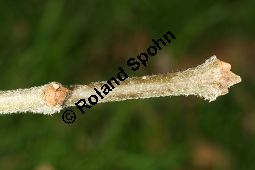 Oregon-Esche, Fraxinus oregona, Fraxinus latifolia Kauf von 06642_fraxinus_latifolia_img_5123.jpg