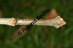 Oregon-Esche, Fraxinus oregona, Fraxinus latifolia Kauf von 06642_fraxinus_latifolia_img_5124.jpg