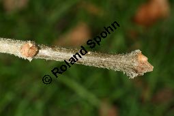 Oregon-Esche, Fraxinus oregona, Fraxinus latifolia Kauf von 06642_fraxinus_latifolia_img_5125.jpg