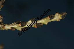 Syrische Esche, Fraxinus syriaca, Fraxinus angustifolia ssp. syriaca Kauf von 06643_fraxinus_syriaca_img_5127.jpg