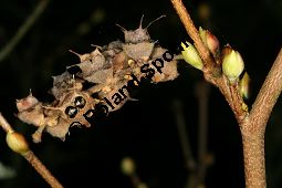 Chinesische Scheinhasel, Chinesische Blumenhasel, Corylopsis sinensis Kauf von 06644_corylopsis_sinensis_img_5149.jpg