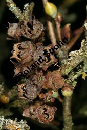 Chinesische Scheinhasel, Chinesische Blumenhasel, Corylopsis sinensis Kauf von 06644_corylopsis_sinensis_img_5150.jpg
