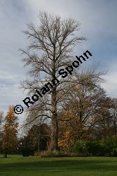 Berliner Pappel, Populus x berolinensis, Populus laurifolia x Populus nigra 'Italica' Kauf von 06647_populus_berolinensis_img_5221.jpg