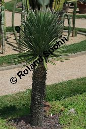 Fadentragende Palmlilie, Yucca filifera, Yucca australis Kauf von 06650_yucca_filifera_img_3390.jpg