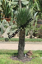 Fadentragende Palmlilie, Yucca filifera, Yucca australis Kauf von 06650_yucca_filifera_img_3391.jpg