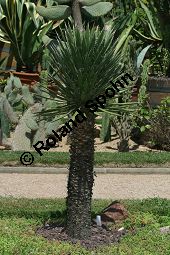Fadentragende Palmlilie, Yucca filifera, Yucca australis Kauf von 06650_yucca_filifera_img_3392.jpg
