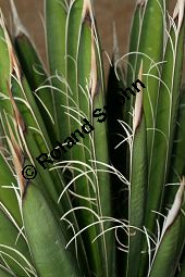 Fadentragende Palmlilie, Yucca filifera, Yucca australis Kauf von 06650_yucca_filifera_img_3393.jpg