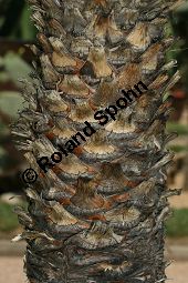 Fadentragende Palmlilie, Yucca filifera, Yucca australis Kauf von 06650_yucca_filifera_img_3396.jpg