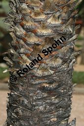 Fadentragende Palmlilie, Yucca filifera, Yucca australis Kauf von 06650_yucca_filifera_img_3397.jpg