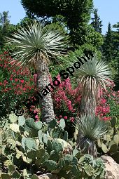 Geschnäbelte Palmlilie, Yucca rostrata Kauf von 06651_yucca_rostrata_img_3398.jpg
