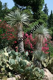 Geschnäbelte Palmlilie, Yucca rostrata Kauf von 06651_yucca_rostrata_img_3399.jpg