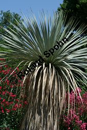 Geschnäbelte Palmlilie, Yucca rostrata Kauf von 06651_yucca_rostrata_img_3400.jpg