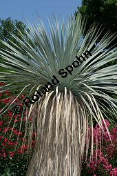 Geschnäbelte Palmlilie, Yucca rostrata Kauf von 06651_yucca_rostrata_img_3401.jpg