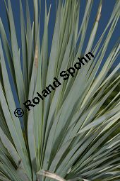 Geschnäbelte Palmlilie, Yucca rostrata Kauf von 06651_yucca_rostrata_img_3405.jpg