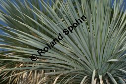 Geschnäbelte Palmlilie, Yucca rostrata Kauf von 06651_yucca_rostrata_img_3406.jpg