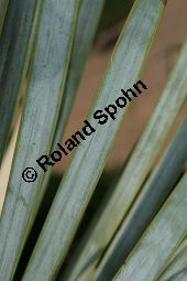 Geschnäbelte Palmlilie, Yucca rostrata Kauf von 06651_yucca_rostrata_img_3407.jpg