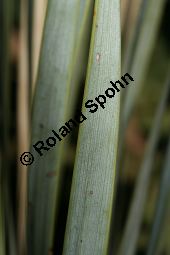 Geschnäbelte Palmlilie, Yucca rostrata Kauf von 06651_yucca_rostrata_img_3408.jpg