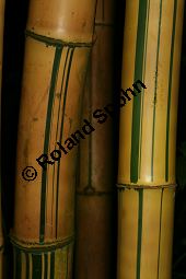 Gewöhnlicher Bambus 'Striata', Bambusa vulgaris 'Striata' Kauf von 06657_bambusa_vulgaris_striata_img_0859.jpg