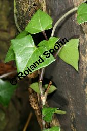 Kap-Greiskraut, Kapefeu, Efeublttriges Greiskraut, Senecio macroglossus Kauf von 06674_senecio_macroglossus_img_5663.jpg