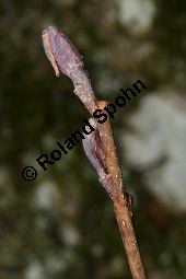 Runzelblättrige Erle, Alnus incana ssp. rugosa, Alnus rugosa Kauf von 06679_alnus_incana_rugosa_img_5942.jpg