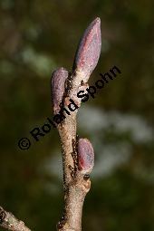 Runzelblättrige Erle, Alnus incana ssp. rugosa, Alnus rugosa Kauf von 06679_alnus_incana_rugosa_img_5943.jpg