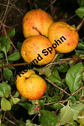 Scheinquitte, Zierquitte, Chaenomeles x superba, Choenomeles x superba Kauf von 06685_chaenomeles_superba_img_4628.jpg