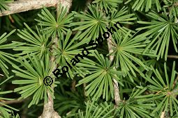 Prinz-Ruprecht-Lärche, Prinz-Rupprecht-Lärche, Larix gmelinii var. gmelinii var. principis-ruprechtii Kauf von 06686_larix_gmelinii_principis_ruprechtii_img_3480.jpg