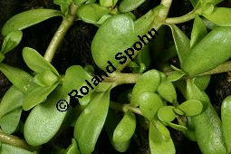 Kleines Fettblatt, Wasserysop, Bacopa monnieri Kauf von 06690_bacopa_monnieri_img_6606.jpg