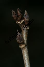 Felsen-Johannisbeere, Ribes petraeum Kauf von 06691_ribes_petraeum_img_6892.jpg