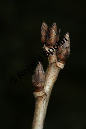 Felsen-Johannisbeere, Ribes petraeum Kauf von 06691_ribes_petraeum_img_6893.jpg